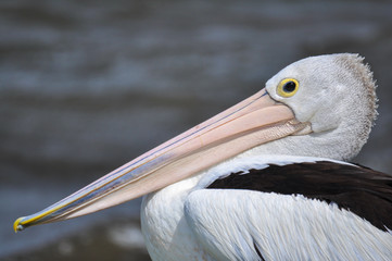Pelican Portrait