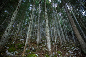 Fototapete bei efototapeten.de bestellen   