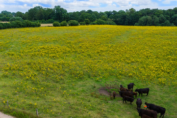 Luftbild von einem Rapsfeld in voller Blüte