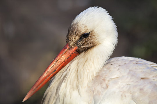 Close-up portrait of a white stork (Ciconia ciconia) on blur background. Graceful bird in its natural habitat.
