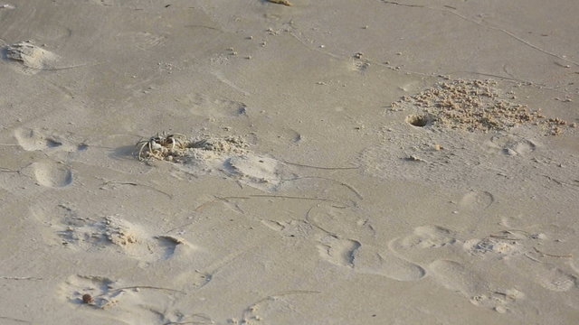 Sand crabs on the beach