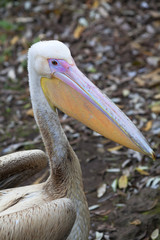 A side view portrait of a young pink pelican on dark natural background.