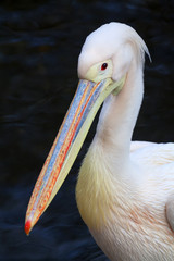 Side view portrait of a pink pelican on dark natural background.