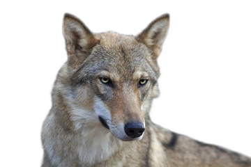 Portrait œil à œil avec une femelle loup gris sur fond blanc. Image horizontale. Belle et dangereuse bête de la forêt.