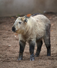 Fototapeta premium A full length portrait of a young takin (Budorcas taxicolor), standing against natural background.