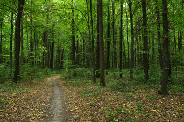 Fototapeta premium Trees