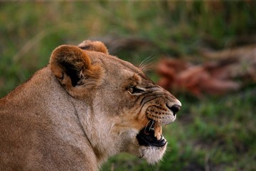 Fototapeta premium lion