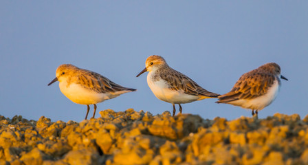 Small group of Rufous-necked Stint (Calidris ruficollis) 