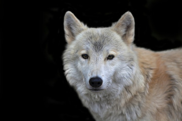 Closeup portrait of a polar wolf male on black background. Eye to eye contact with the very dangerous beast of the severe North. Beauty of the wildlife.