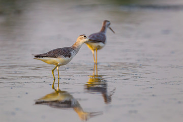Couple of Marsh Sandpiper (Tringa stagnatilis) in nature 