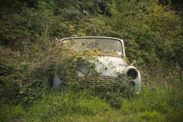 An old rusty car covered in overgrown plants