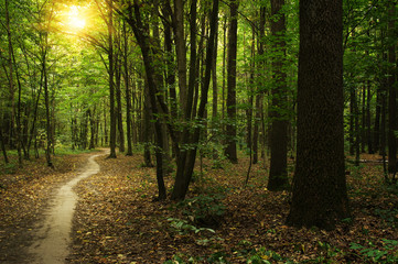 Obraz premium Forest with sunlight