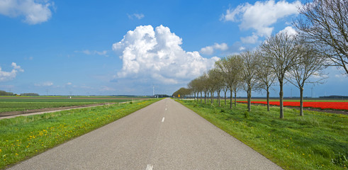 Field with tulips along a country road in spring