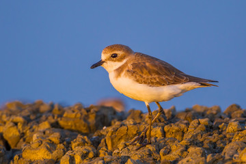 Lesser Sand Plover (Charadrius mongolus) with evening light 