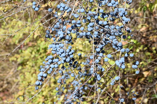 Schlehenbusch voller Fr&uuml;chte - Sloes