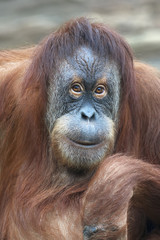 Reading thoughts look of an orangutan female. Wild beauty of a human-like monkey. Expressive face of a great ape.