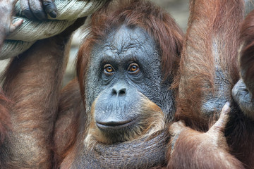 Grandmother of an orangutan family. Expressive portrait of an monkey female. Human mind in the eyes of a great ape.