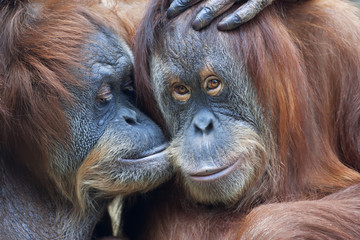 Naklejka premium Wild tenderness among orangutan. Mother's kissing her adult daughter.