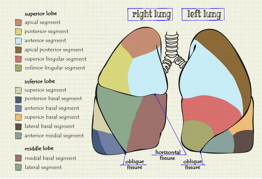 drawing diagram part of the human lung