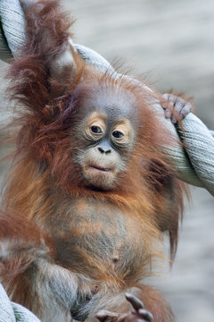 A young orangutan after square meal. Cute cub of the human-like monkey. Expressive face of a great ape baby.