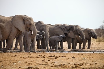 Fototapeta na wymiar herds of elephants with cubs are pushing at the waterhole, Etosha, Namibia