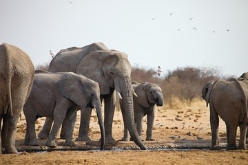 Fototapeta premium herds of elephants with cubs are pushing at the waterhole, Etosha, Namibia