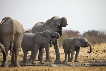 herds of elephants with cubs are pushing at the waterhole, Etosha, Namibia