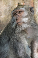 Monkey at Sacred Monkey Forest, Ubud, Bali, Indonesia