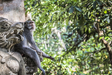 Monkey at Sacred Monkey Forest, Ubud, Bali, Indonesia