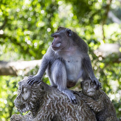 Monkey at Sacred Monkey Forest, Ubud, Bali, Indonesia