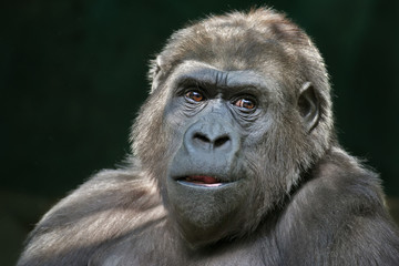 Closeup portrait of a gorilla female with open chaps on dark background. Clever stare of the great ape. Calmness of the very dangerous monkey. Black African animal with expressive face.