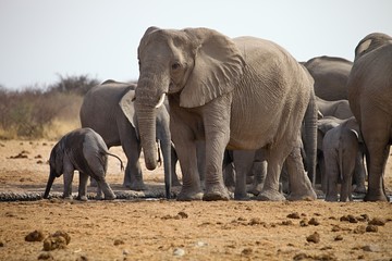 herds of elephants with cubs are pushing at the waterhole, Etosha, Namibia