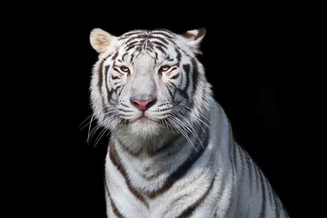 Zelfklevend Fotobehang Witte Bengaalse tijger op zwarte achtergrond. Het gevaarlijkste beest toont zijn kalme grootsheid. Wilde schoonheid van een ernstige grote kat. © olga_gl