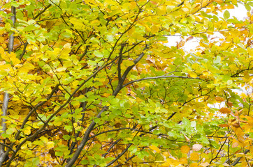 Naklejka na ściany i meble Collection of Beautiful Colorful Autumn Leaves / green, yellow, orange, red