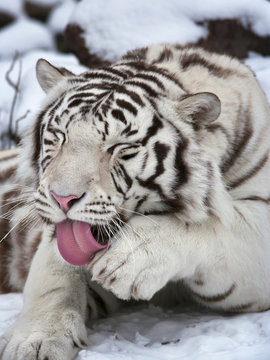 The rest of a white bengal tiger, lying on fresh snow and licking his paw. The most beautiful animal.