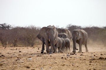 Fototapeta premium herd of African elephants at waterhole Etosha, Namibia