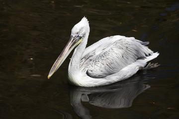 Swimming pelican