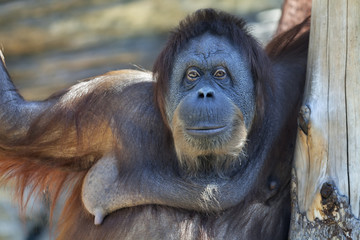 Sharp eyes of a mature orangutan female