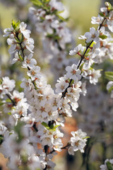 Bush cherry on a sunny May day