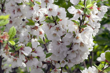 Lovely blossom of nanking cherry