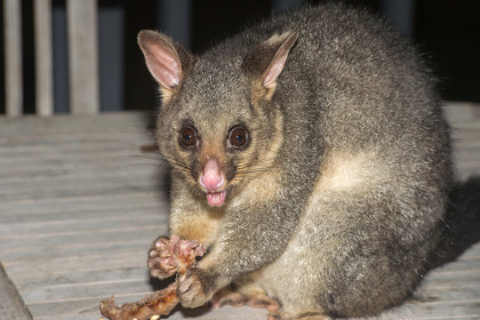 Brush Tailed Possum Raccoon In Kangaroo Island