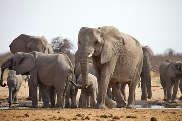 Fototapeta premium herd of African elephants at waterhole Etosha, Namibia