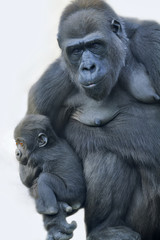 A gorilla mother with her baby, hanging on her arm.