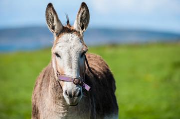 portrait of an Irish fluffy donkey