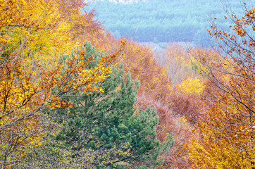 Fototapety  Drzewa jesienią