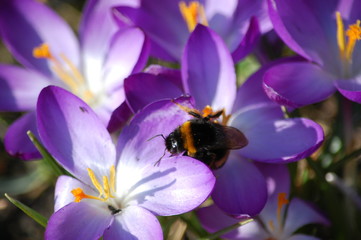 Biene auf Krokus