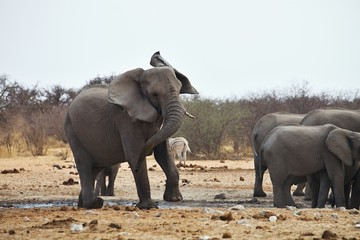 Fototapeta premium angry African elephants, Loxodon africana, Etosha, Namibia