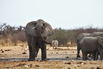 angry African elephants, Loxodon africana, Etosha, Namibia