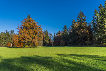Goldener Herbst - bunte Bäume - grüne Wiese