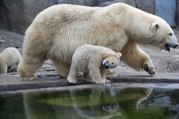 An unusual look at the world of a polar bear baby